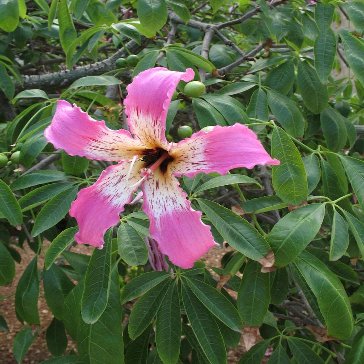 Chorisia Speciosa Flower Seeds for Planting  Heirloom Non-GMO High Germination