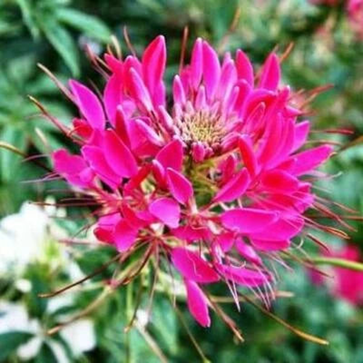 Cleome CHERRY QUEEN Spider Plant Attracts Butterflies Bees Non-GMO Heirloom