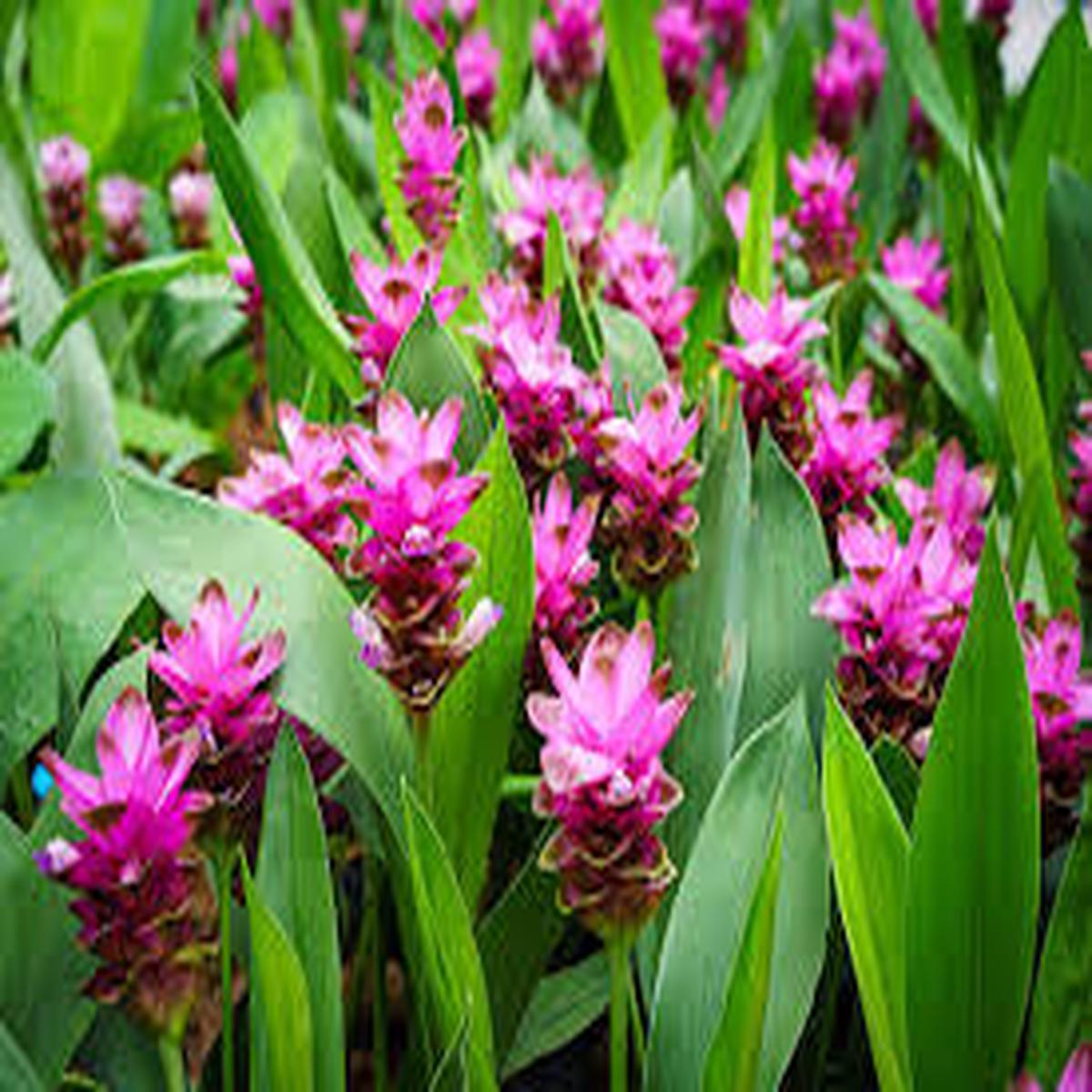 Curcuma Flower Seeds for Planting Seasonal Bloomer, Heirloom & Non-GMO