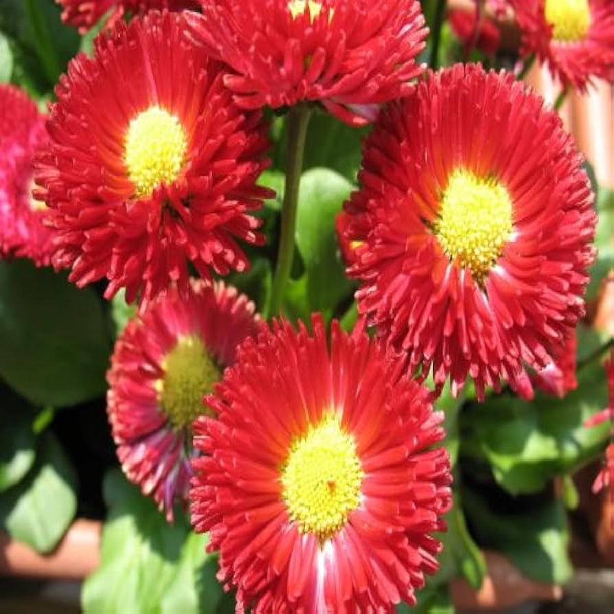 Daisy English Red ( , Bellis Perennis Super-Enorma Red, Perennial)