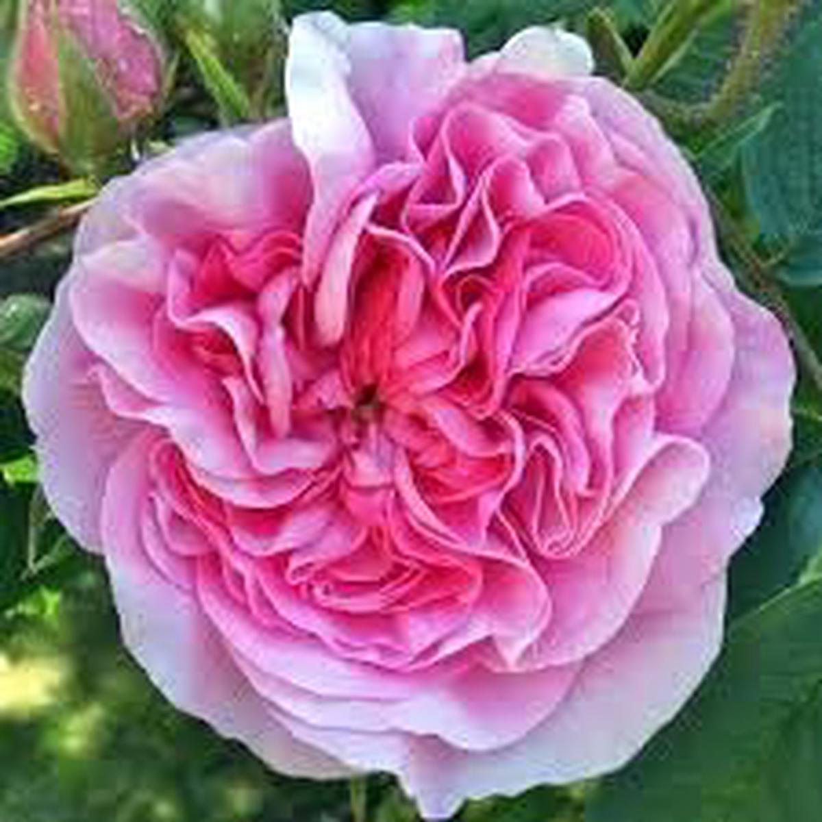 Damask Rose Bush Flower seeds for Planting, Cut Flower Favorite Heirloom & GMO Free Seeds for Home Garden