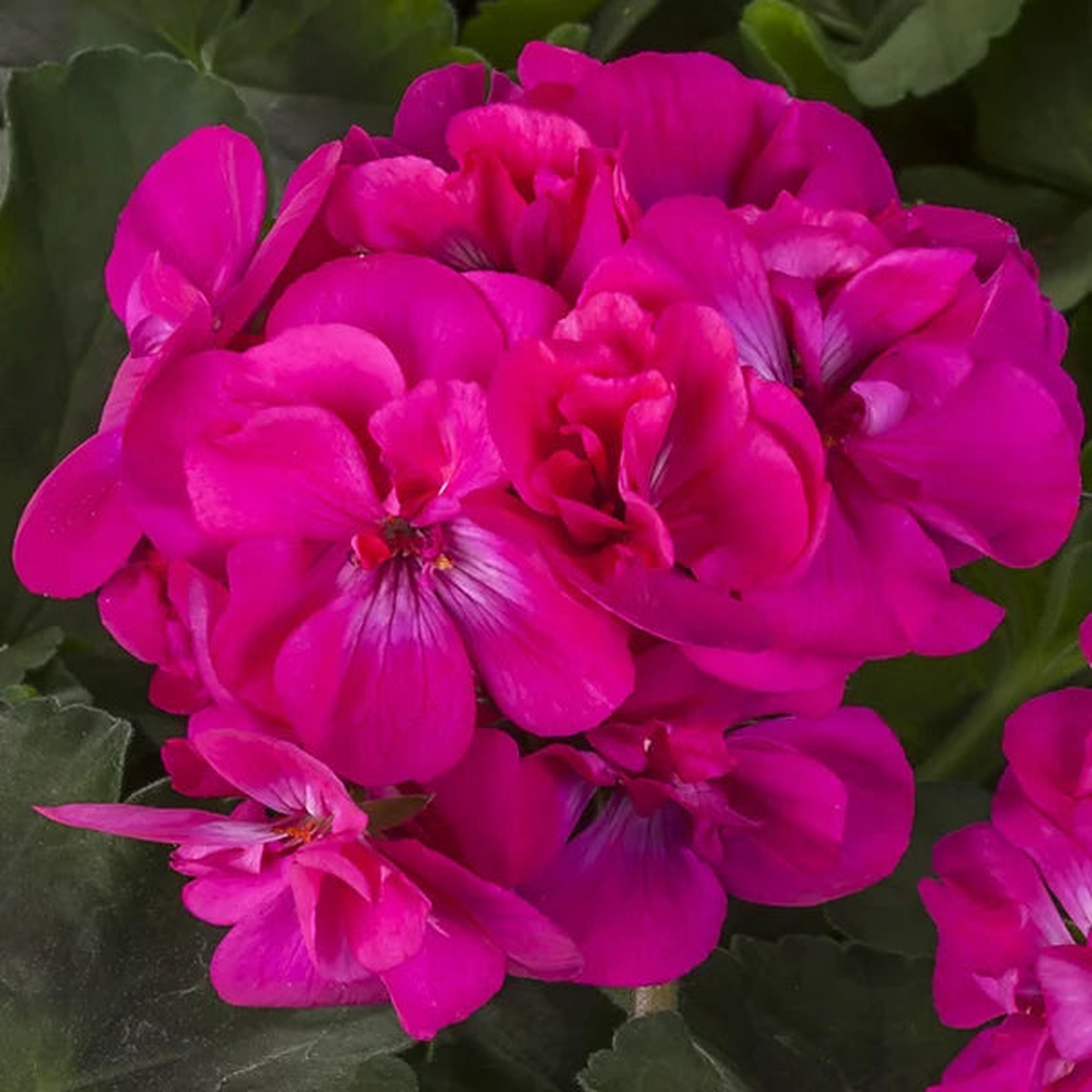 Dark Pink Geranium Pelargonium Flower Seeds for Planting Shade Tolerant Heirloom & GMO Free Seeds for Home Garden Sale
