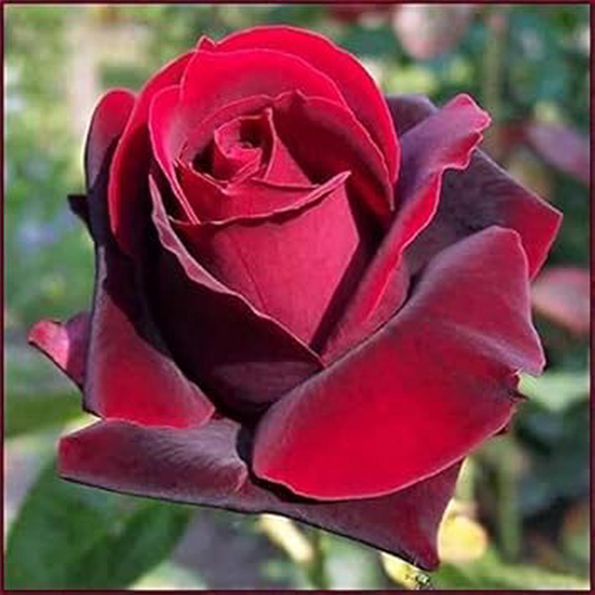 Dark Red Germany Rose Flower Seeds  Heirloom Non-GMO Organic Garden Seeds for Planting, High Germination Romantic Blooms