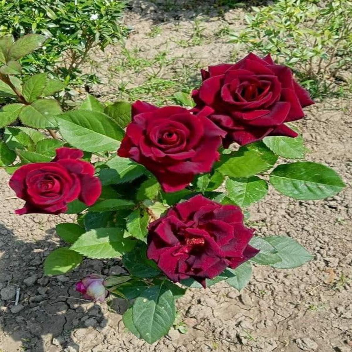 Dark Red Ruby Rose Flower Seeds for Planting  Heirloom, Non-GMO, High Germination Seasonal Bloomer