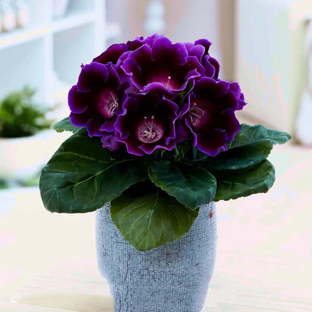 Dark Violet Gloxinia Flower Seeds for Planting  Heirloom, Non-GMO, High Germination Garden Seeds