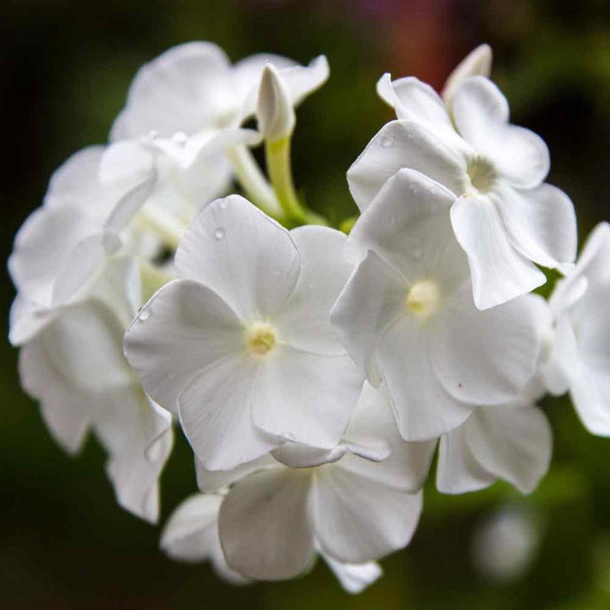 Drummondii Flower seeds for Planting Fragrant Blossoms Heirloom & GMO Free Seeds for Home Garden