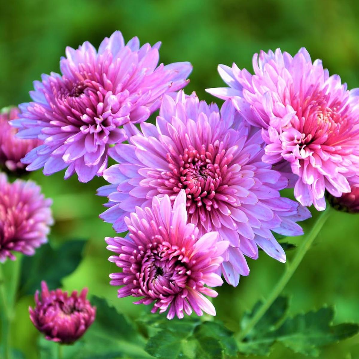 Fresh Chrysanthemum Flower seeds for Planting - Garden Favorite, Heirloom & GMO Free Seeds for Home Garden