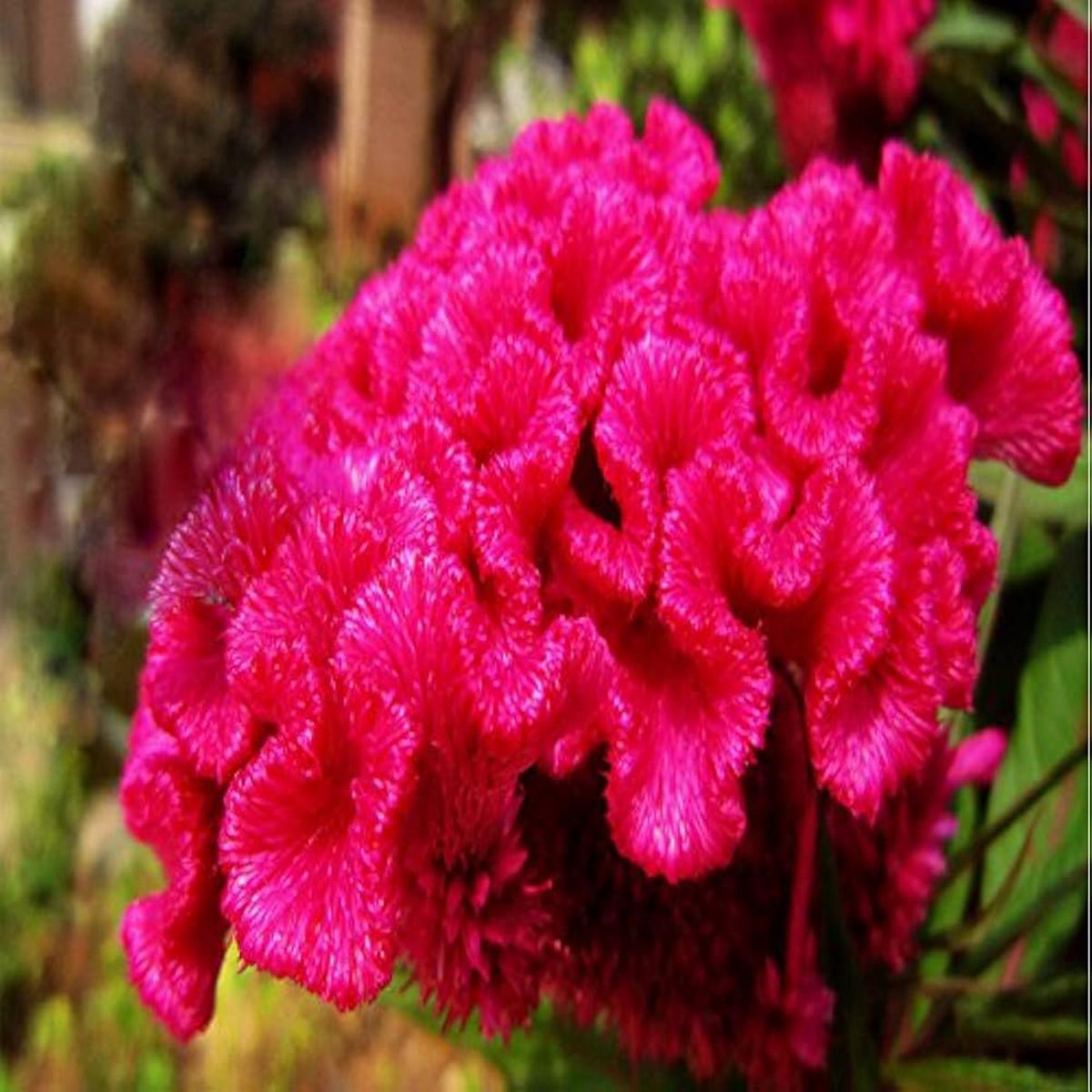 Fuchsia hybrida flower seeds for planting in hanging baskets or shaded garden pots