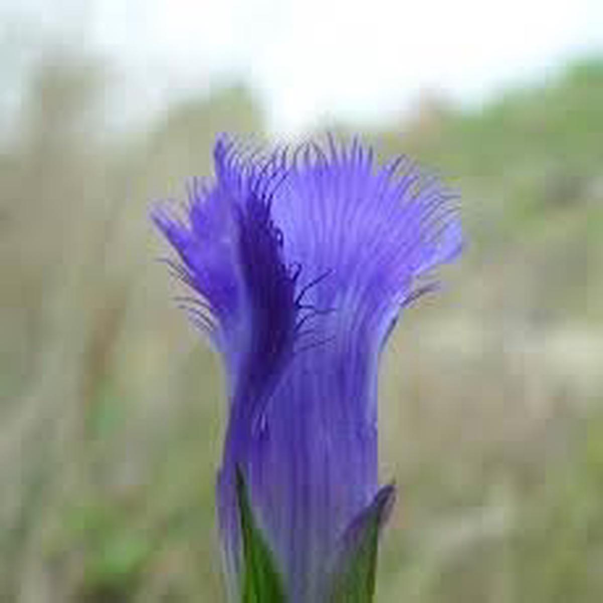Gentiana Crinita Flower seeds for Planting Pollinator Friendly Heirloom & GMO Free Seeds for Home Garden