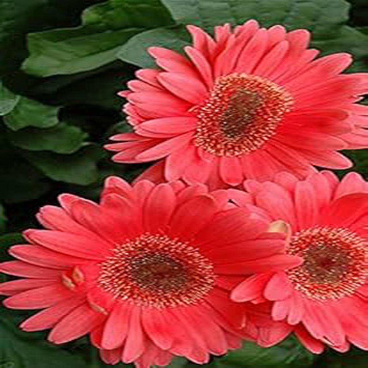 Gerbera Flower seeds for Planting - Premium Quality, Heirloom & GMO Free Seeds for Home Garden