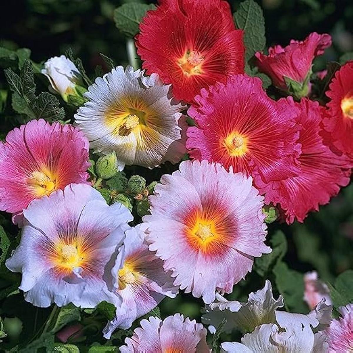 Giant Scarlet Danish Hollyhock Seeds for Planting Perennial Blooms ( pcs)