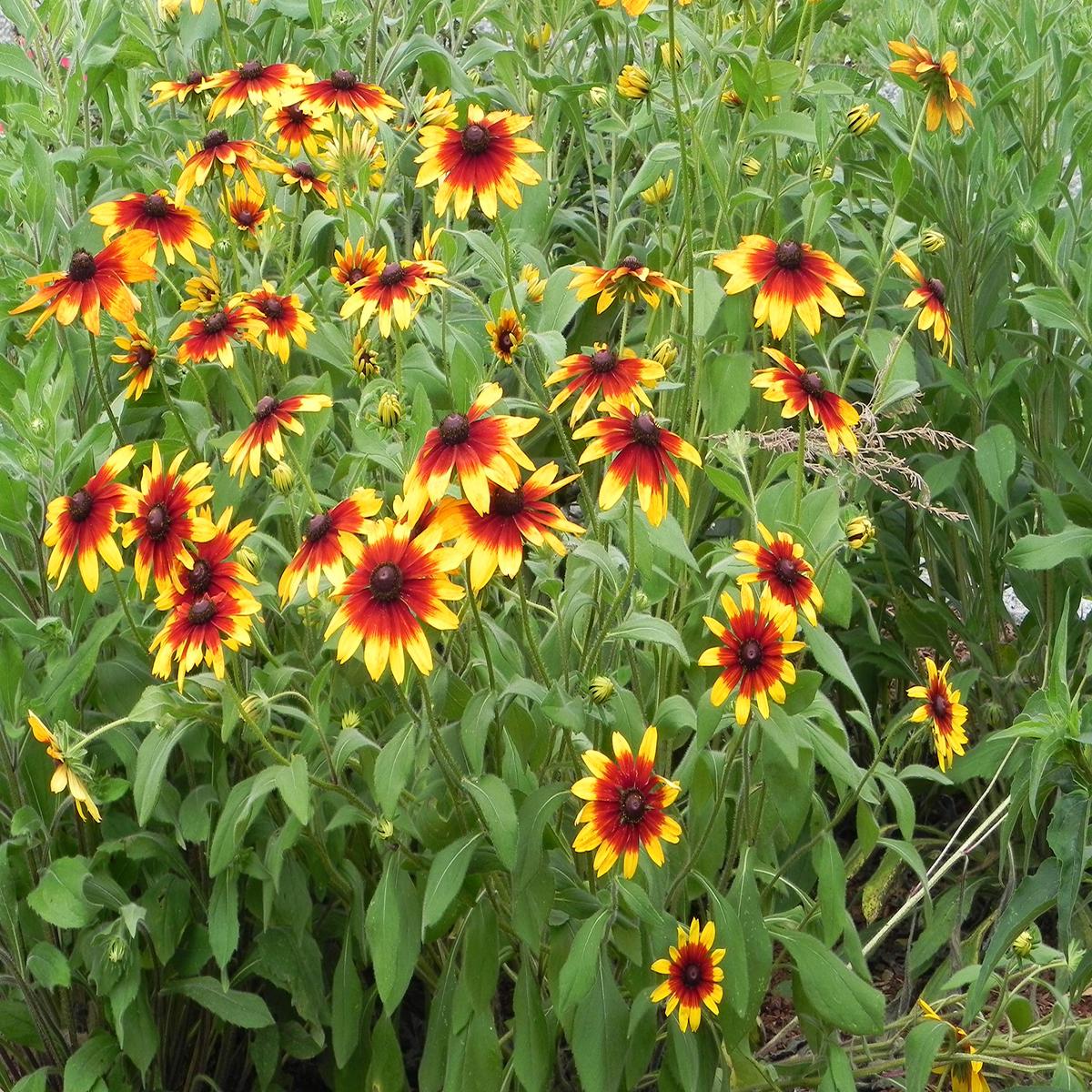 Gloriosa Daisy Rudbeckia hirta Seeds for Planting home garden flower patch