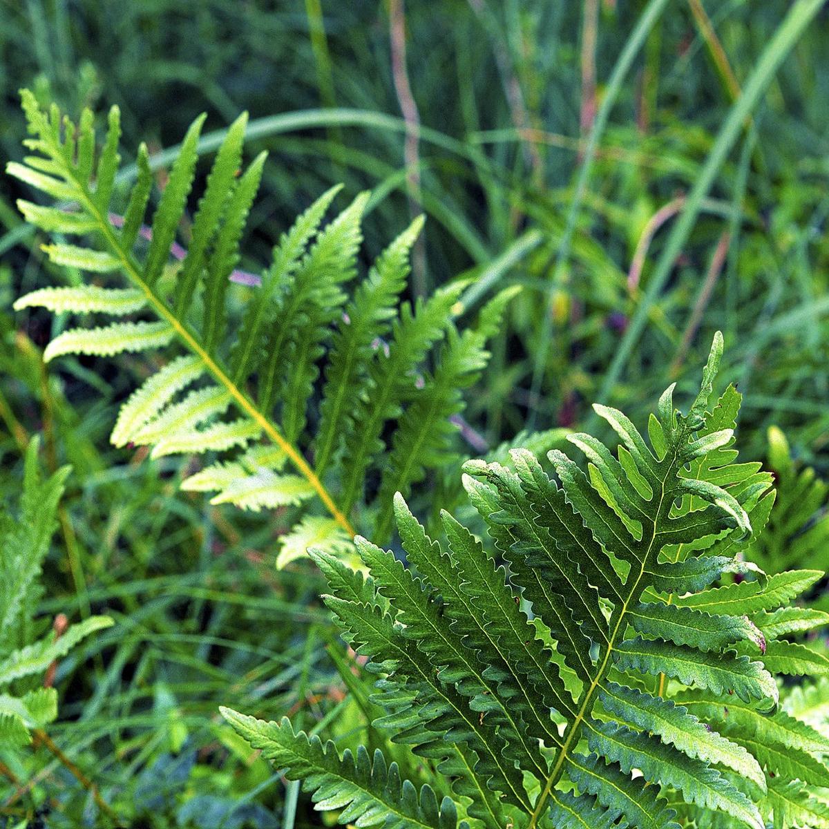 Green Fern Spore Flower Seeds for Planting Heirloom, Non-GMO, High Germination Organic Garden Seeds