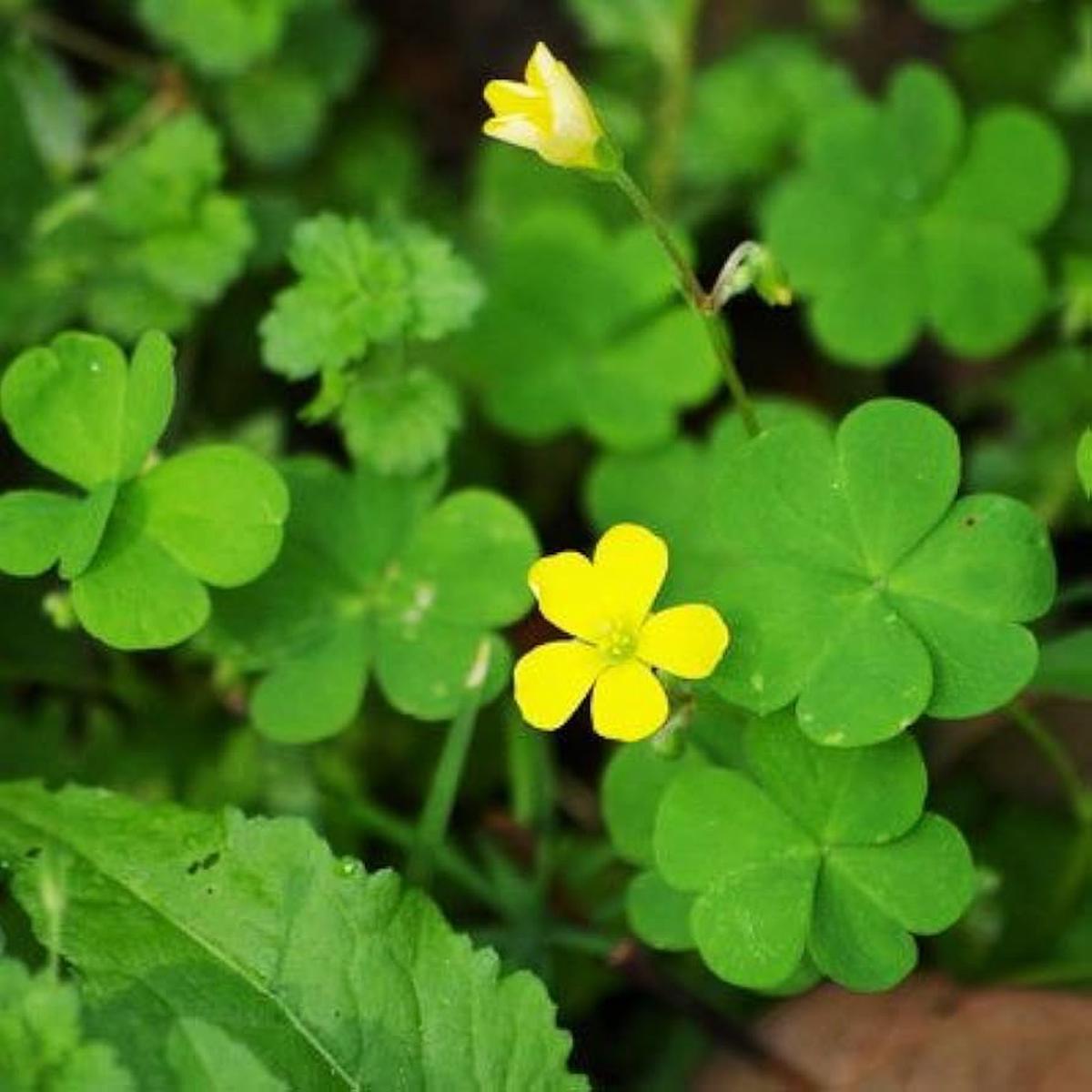 Green Leaf Clover Flower seeds for Planting Colorful Display Heirloom & GMO Free Seeds for Home Garden Sale