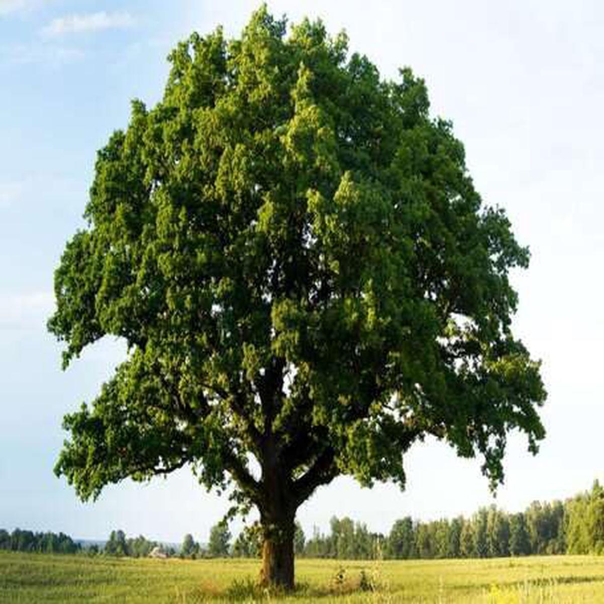 Green Oak Tree - Heirloom, Non - Gmo Seeds