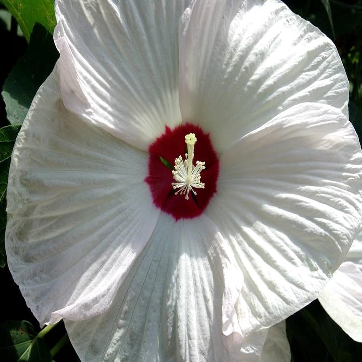 Hardy hibiscus flower Hibiscus moscheutos luna white seeds for planting in small bush garden or containers