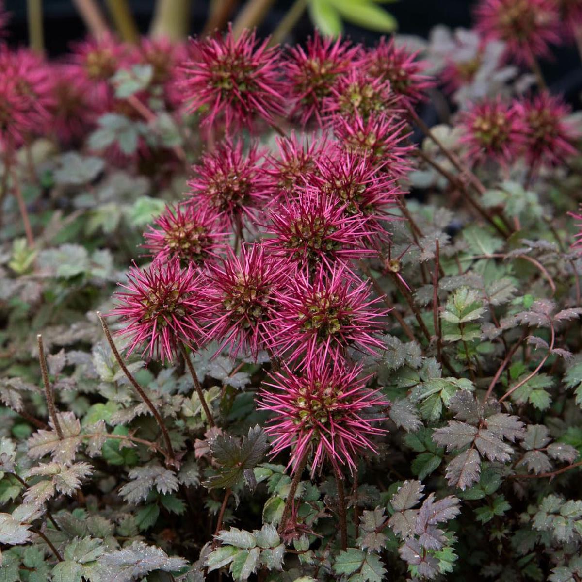Heirloom Acaena Microphylla Flower Seeds Non-GMO, High Germination Organic Garden Seeds