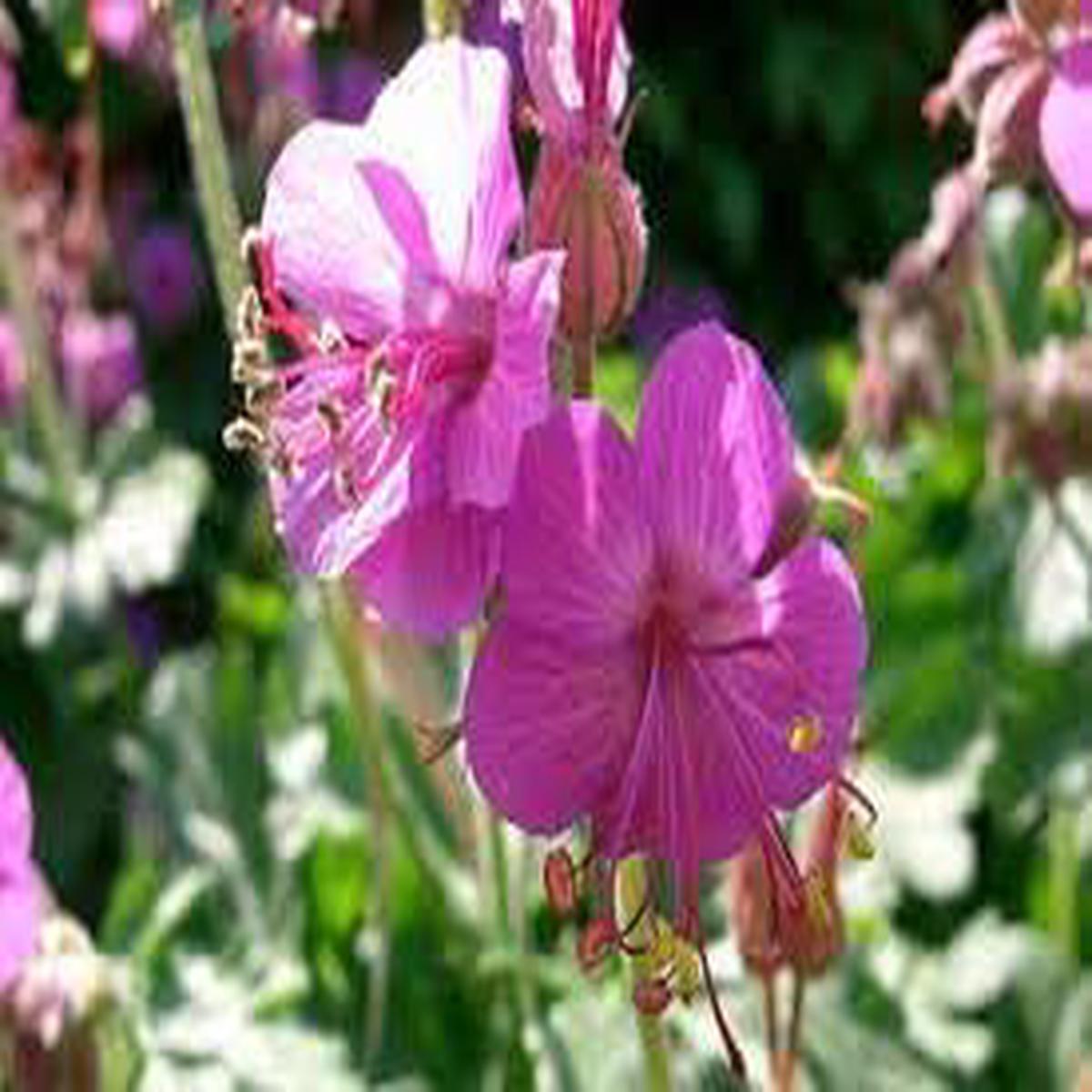 Heirloom Bevans Flower Seeds Non-GMO for Garden Planting Fragrant Hardy Blooms