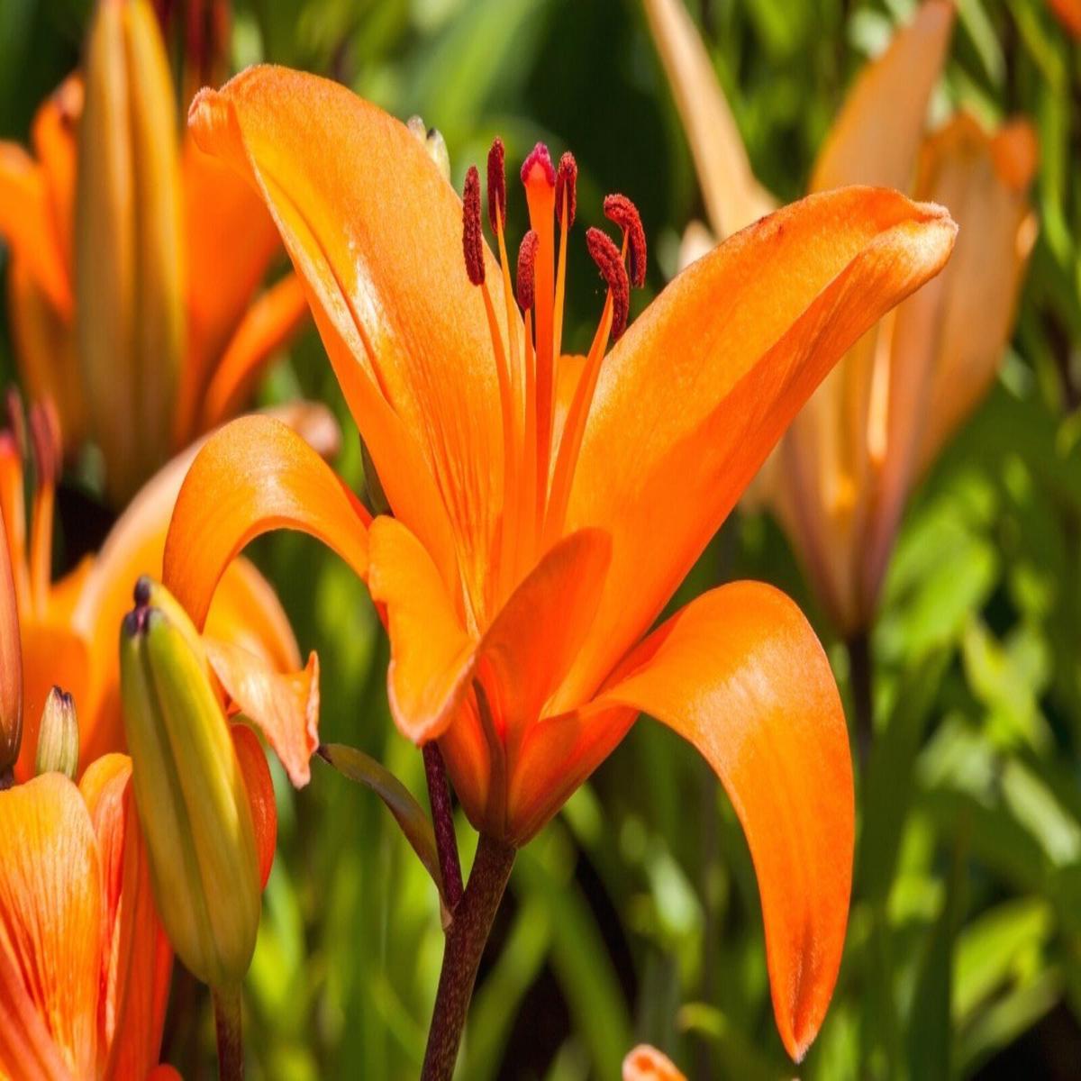 Heirloom Lilium Flower Seeds, Non-GMO Elegant Lily Blooms for Garden Planting