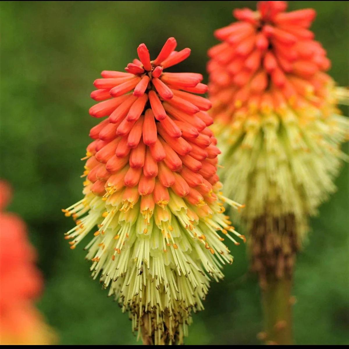 Heirloom Non-GMO Kniphofia Flower Seeds for Planting  Vibrant Torch-Lily Blooming Seeds
