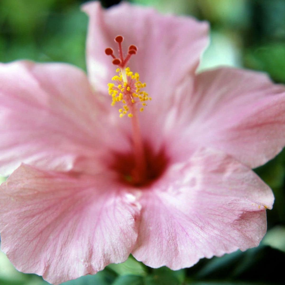 Heirloom Non-GMO Light Pink Hibiscus Flower Seeds for Planting | High Germination Organic Garden Seeds
