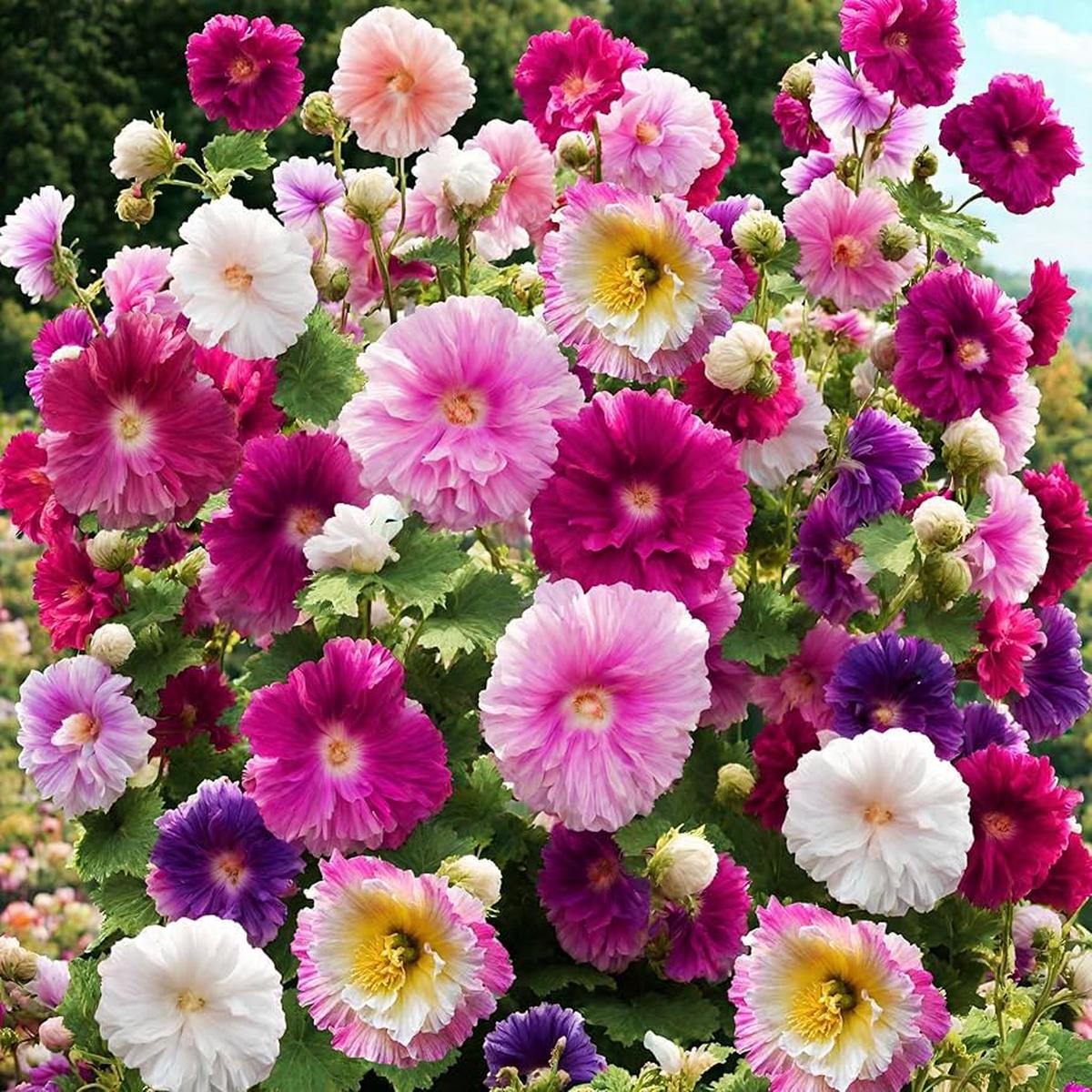 Heirloom Non-GMO Mixed Alcea Flower Seeds for Garden Planting  Vibrant Hollyhock Variety