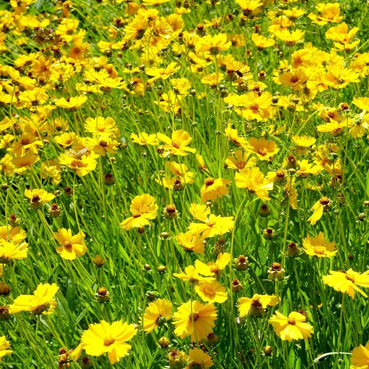 Heirloom Non-GMO Tickseed Flower Seeds for Planting Vibrant Pollinator-Friendly Garden Blooms | High Germination