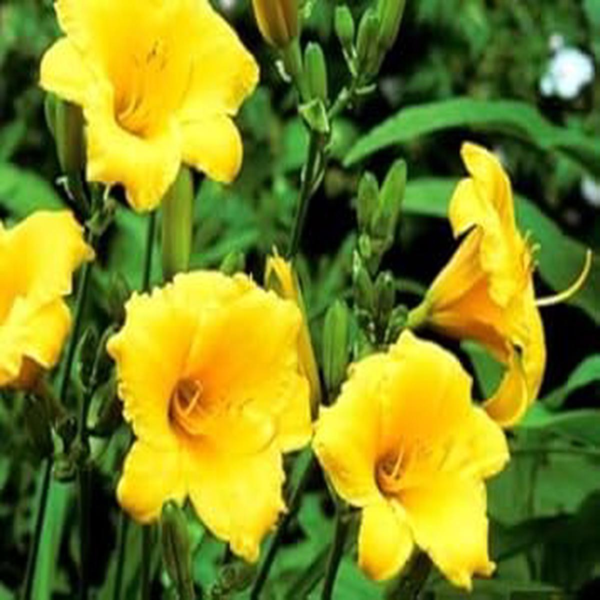 Heirloom Non-GMO Yellow Hemerocallis Flower Seeds for Planting High Germination Organic Garden Seeds