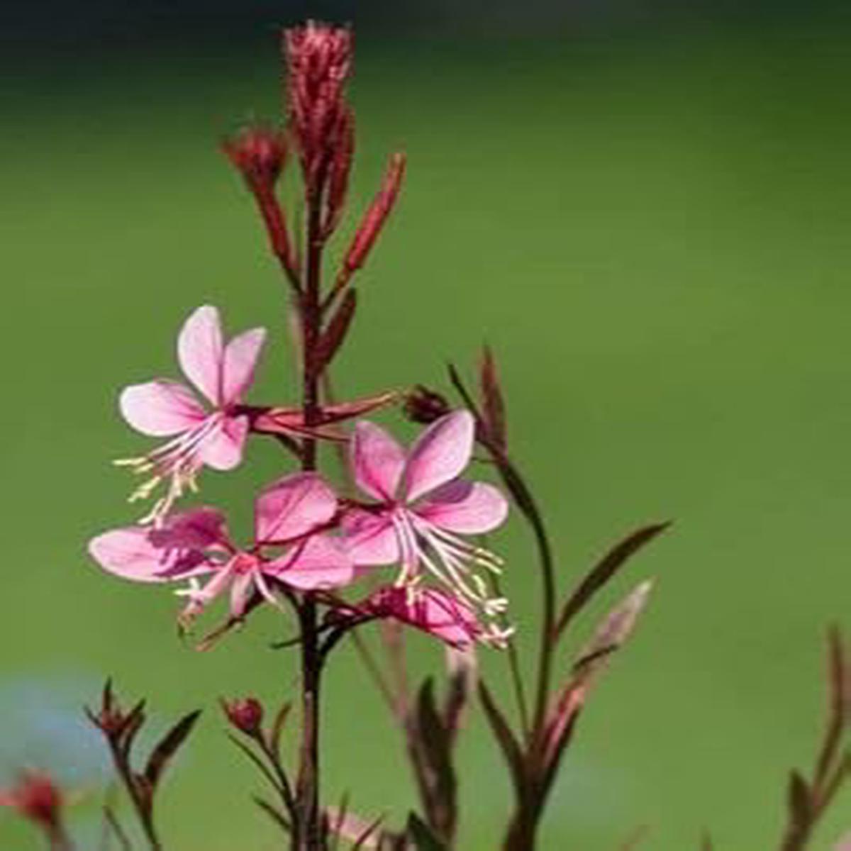 Heirloom Pink Gaura Flower Seeds for Planting  Non-GMO, High Germination Graceful Cottage & Wildflower Blooms