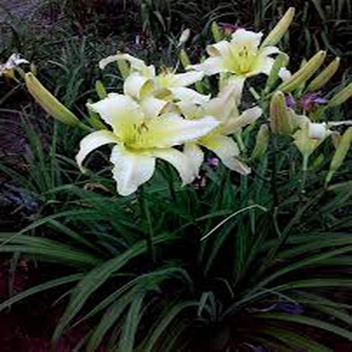Hemerocallis Lady Elizabeth Flower Seeds for Planting  Heirloom, Non-GMO, High Germination Low Maintenance