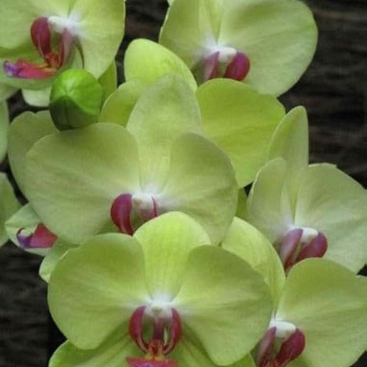 Hydroponic Phalaenopsis Orchid Plant Seeds Light Green