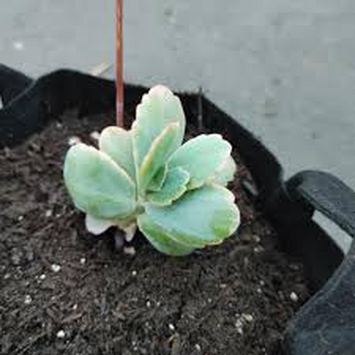 Kalanchoe Flower Seeds for Planting Heirloom, Non-GMO, High Germination Organic Garden Seeds
