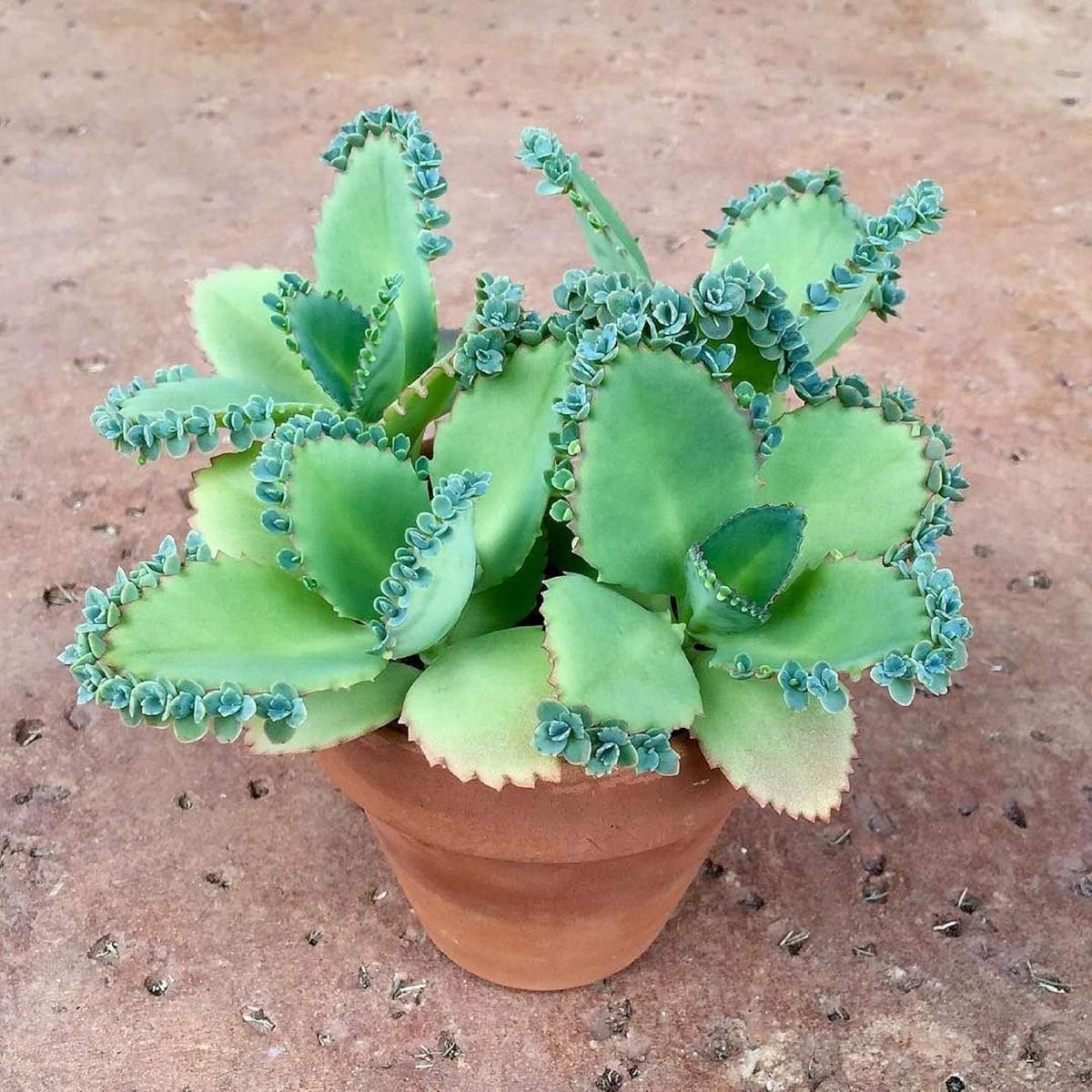 Kalanchoe Flower Seeds for Planting  Perfect for Borders, Heirloom & Non-GMO Seeds