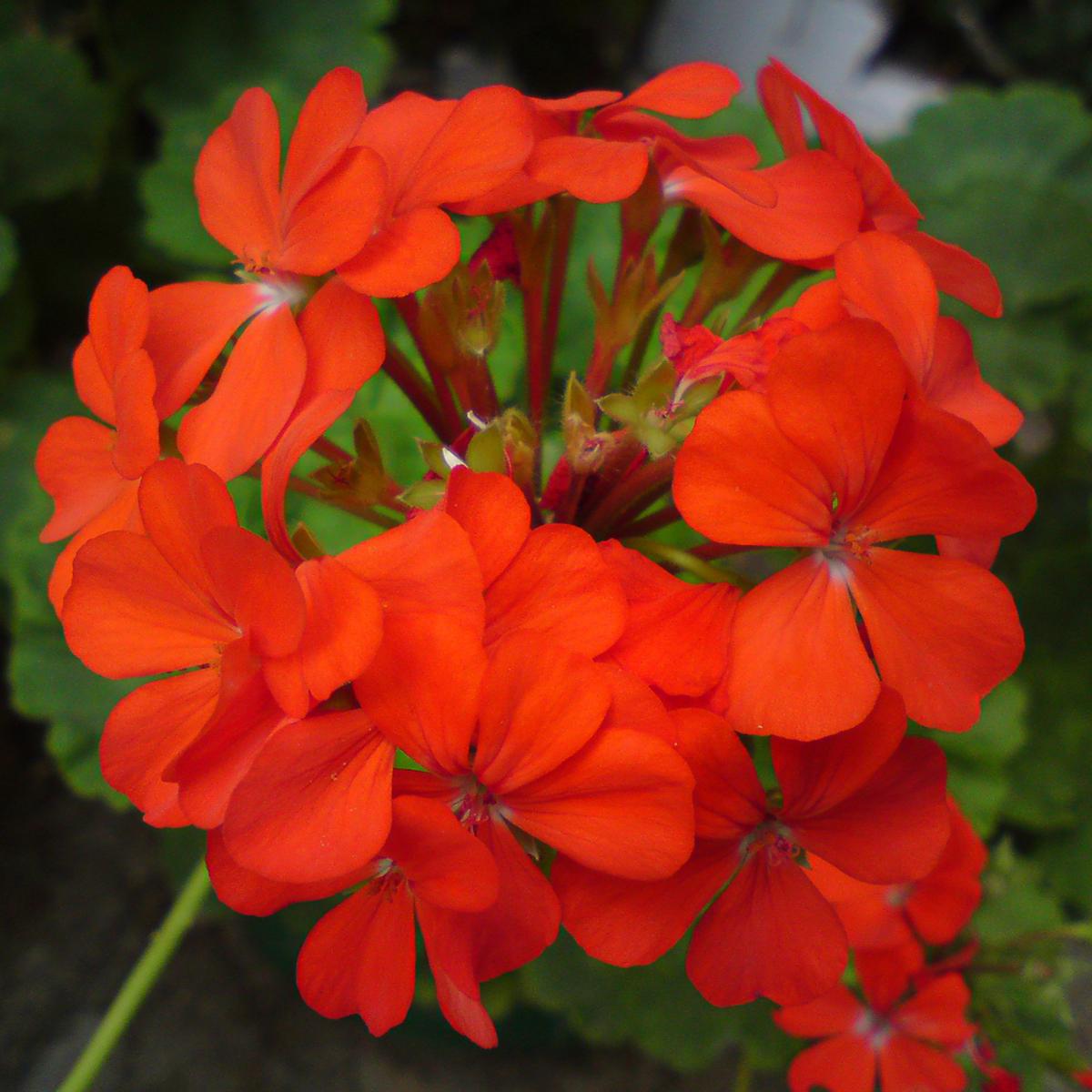 Light Red Univalve Geranium Flower Seeds for Planting Drought Tolerant Heirloom & GMO Free Seeds for Home Garden Sale