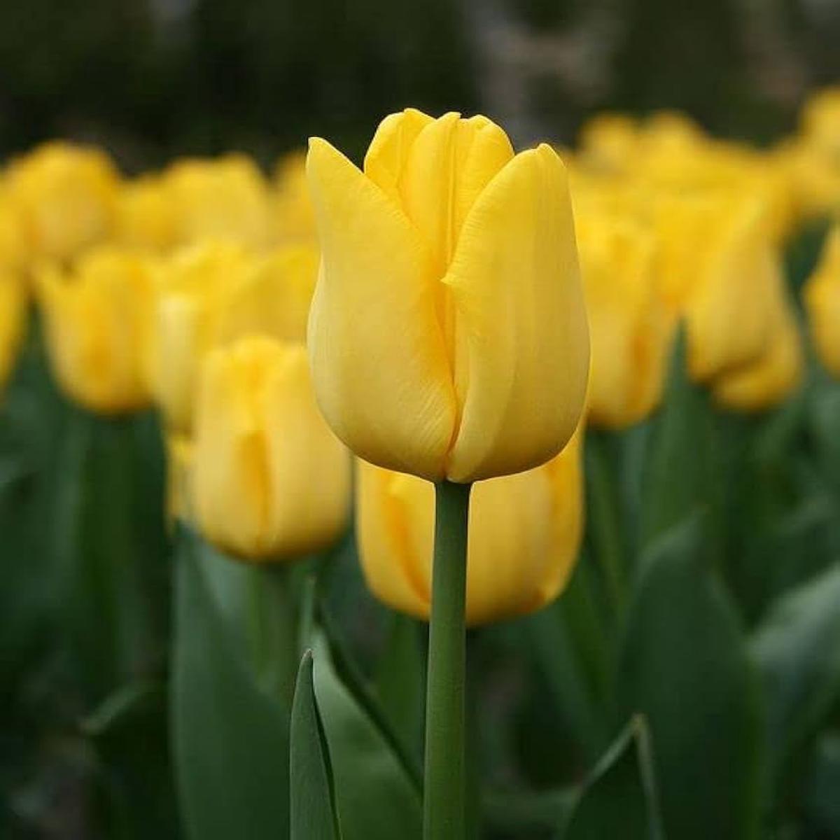 Light Yellow Tulip Flower seeds for Planting - Shade Tolerant, Heirloom & GMO Free Seeds for Home Garden