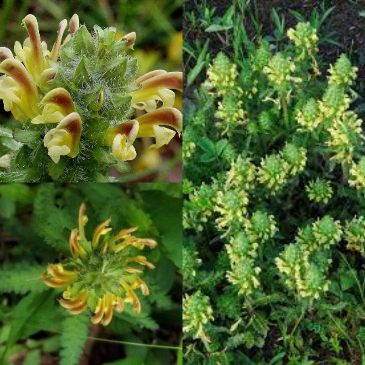 Lousewort Flower seeds for Planting - Perfect for Borders, Heirloom & GMO Free Seeds for Home Garden