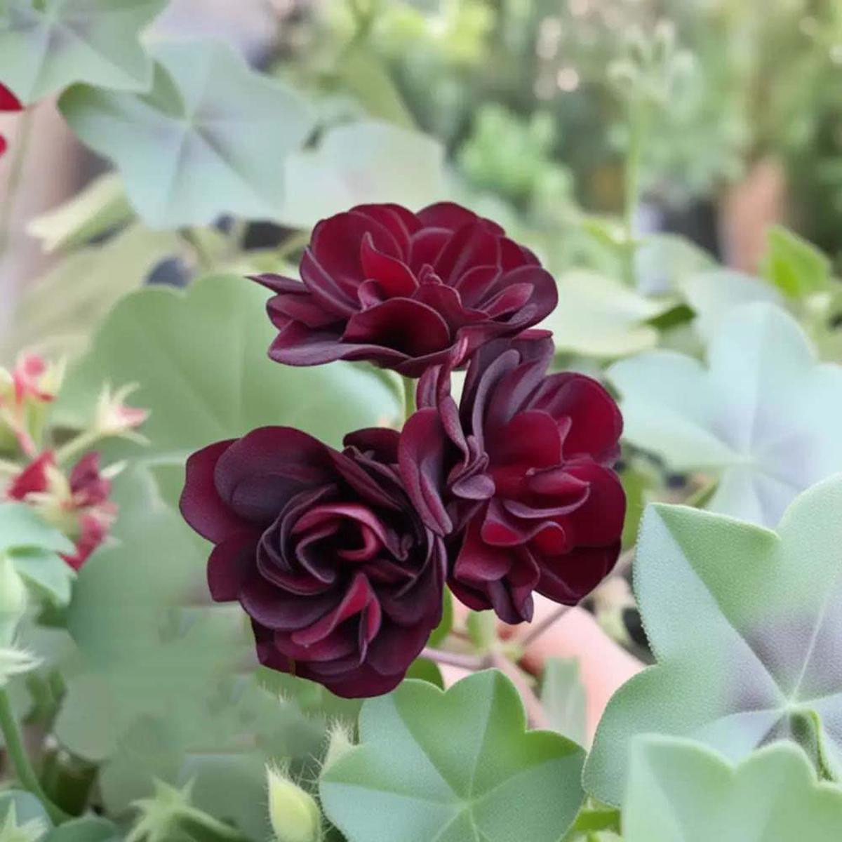 Maroon Red Geranium Flower Seeds for Planting  Heirloom, Non-GMO, Garden Favorite, High Germination