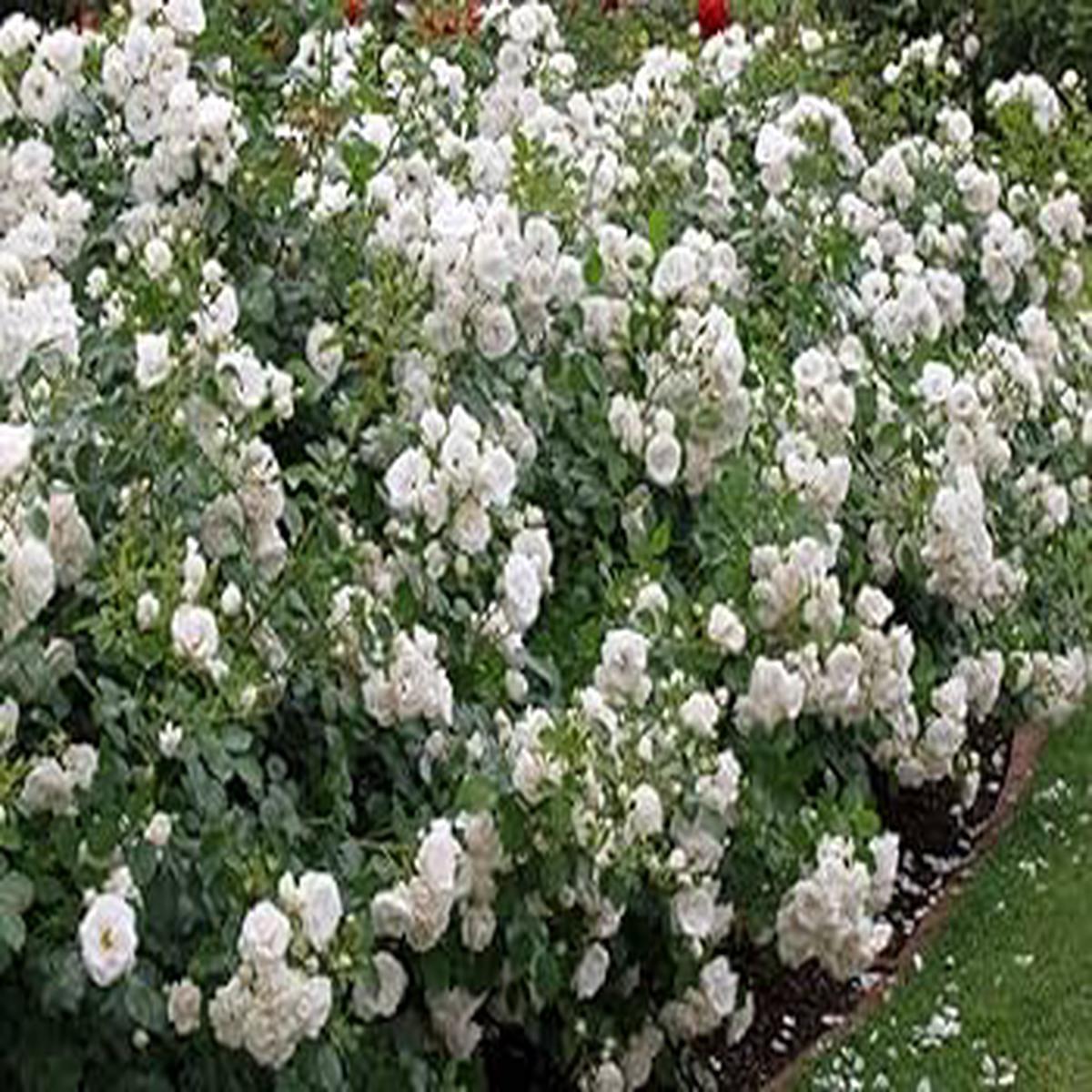Miniature Rose Seeds for Planting White  Shade Tolerant, Heirloom, Non-GMO, High Germination Organic Garden Seeds