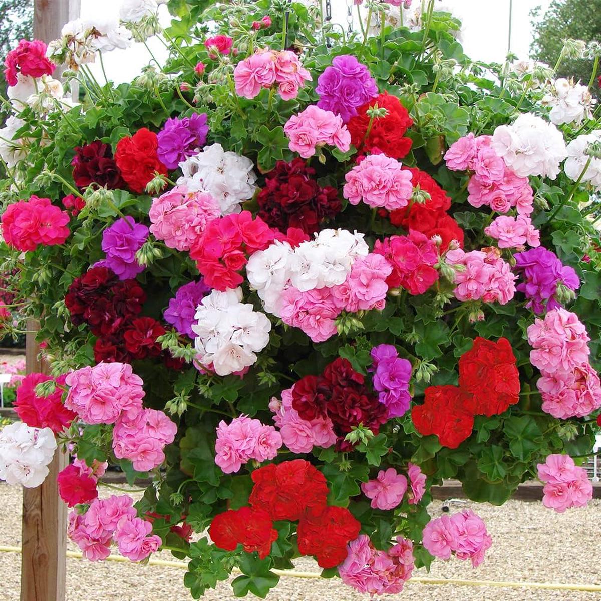 Mixed Colour Geranium Flower Seeds for Planting Heirloom Non-GMO Organic Garden Seeds