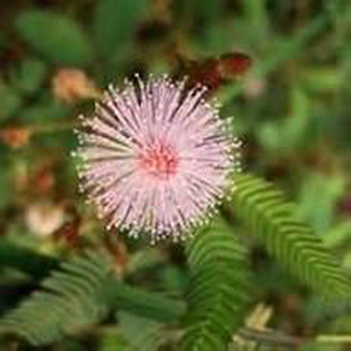 Mixed Schrankia Uncinata Flower Seeds for Planting | Heirloom Non-GMO Organic Garden Seeds High Germination