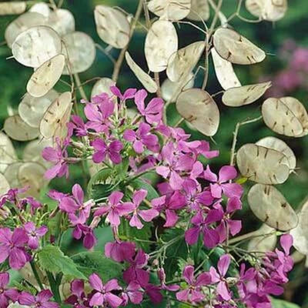 Money Plant (Lunaria annua) Seeds  Violet Blooms, Heirloom & Non-GMO