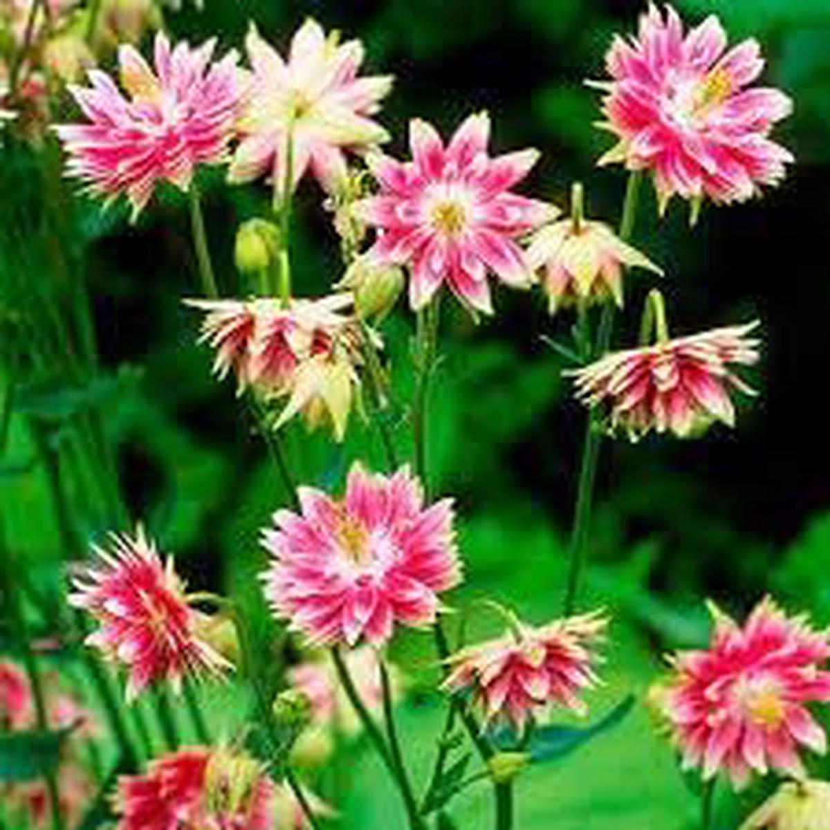 Nora Barlow Flower Seeds for Planting, Heirloom, Non-GMO, 100