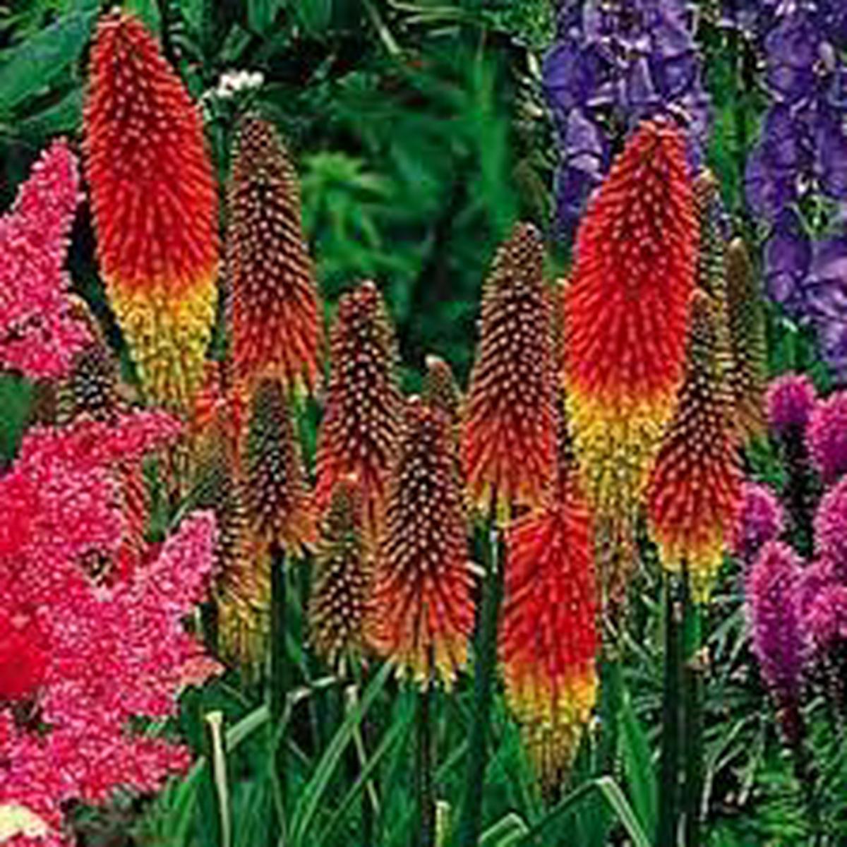 Organic Heirloom Mixed Red Hot Poker Seeds for Planting  Non-GMO, High Germination Flower Seeds for Organic Garden