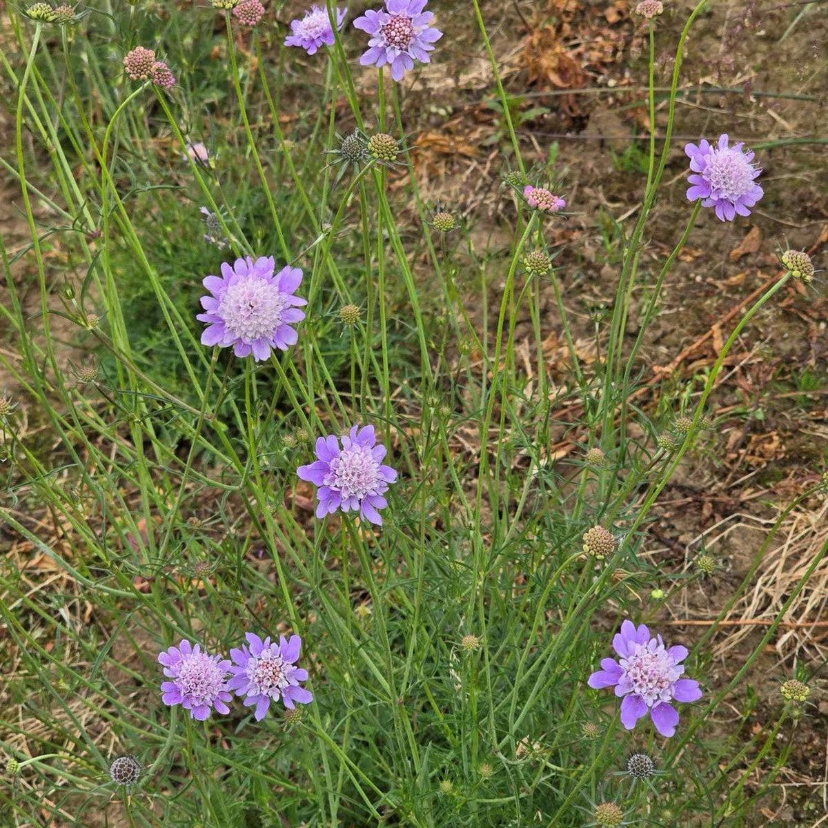 Organic Heirloom Non-GMO Scabious Seeds for Planting  Fresh Vibrant Garden Blooms