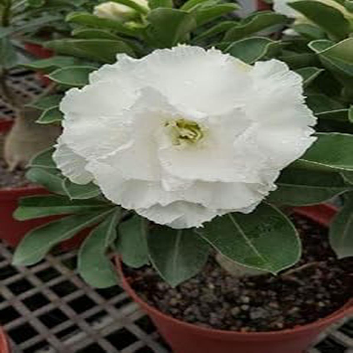 Organic Heirloom White Adenium Obesum Flower Seeds ?? Non-GMO Desert Rose Seeds for Planting