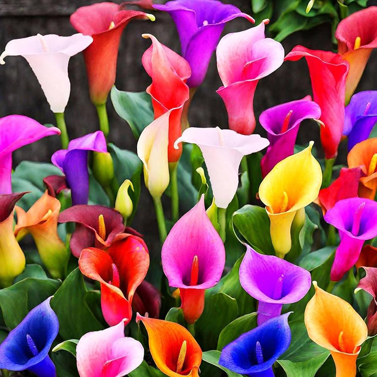 Oxalis Mixed Flower Seeds for Planting - Heirloom, Non-GMO, High Germination Organic Garden Seeds