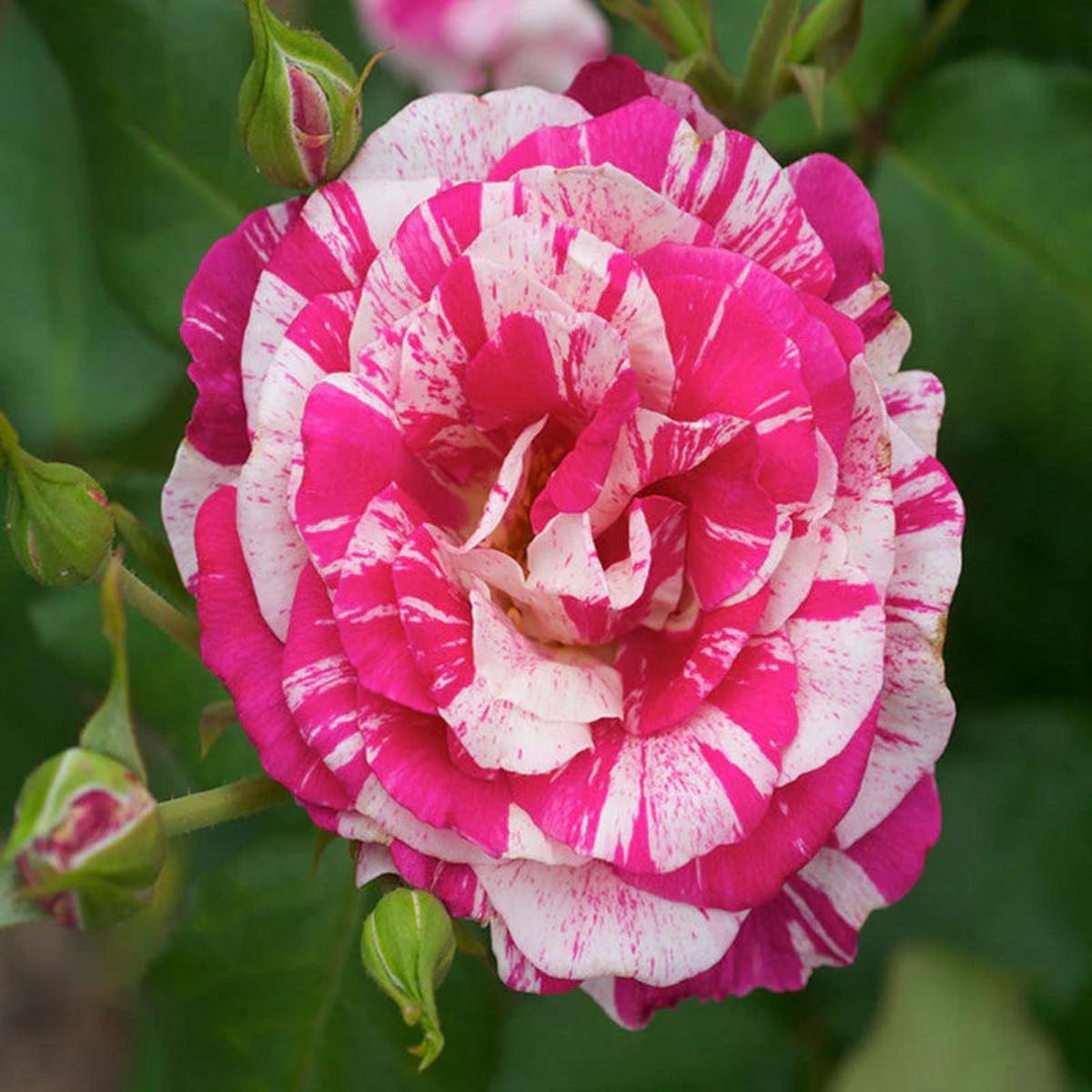 Pale Pink Osiria Rose Flower Seeds for Planting Heirloom Non-GMO High Germination Organic Garden Seeds