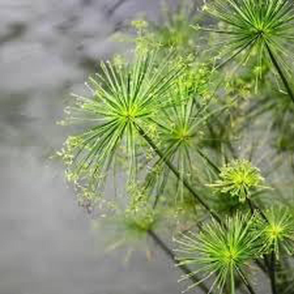 Papyrus Flower Seeds for Planting  Heirloom, Non-GMO, Long Bloom Season Organic Garden Seeds