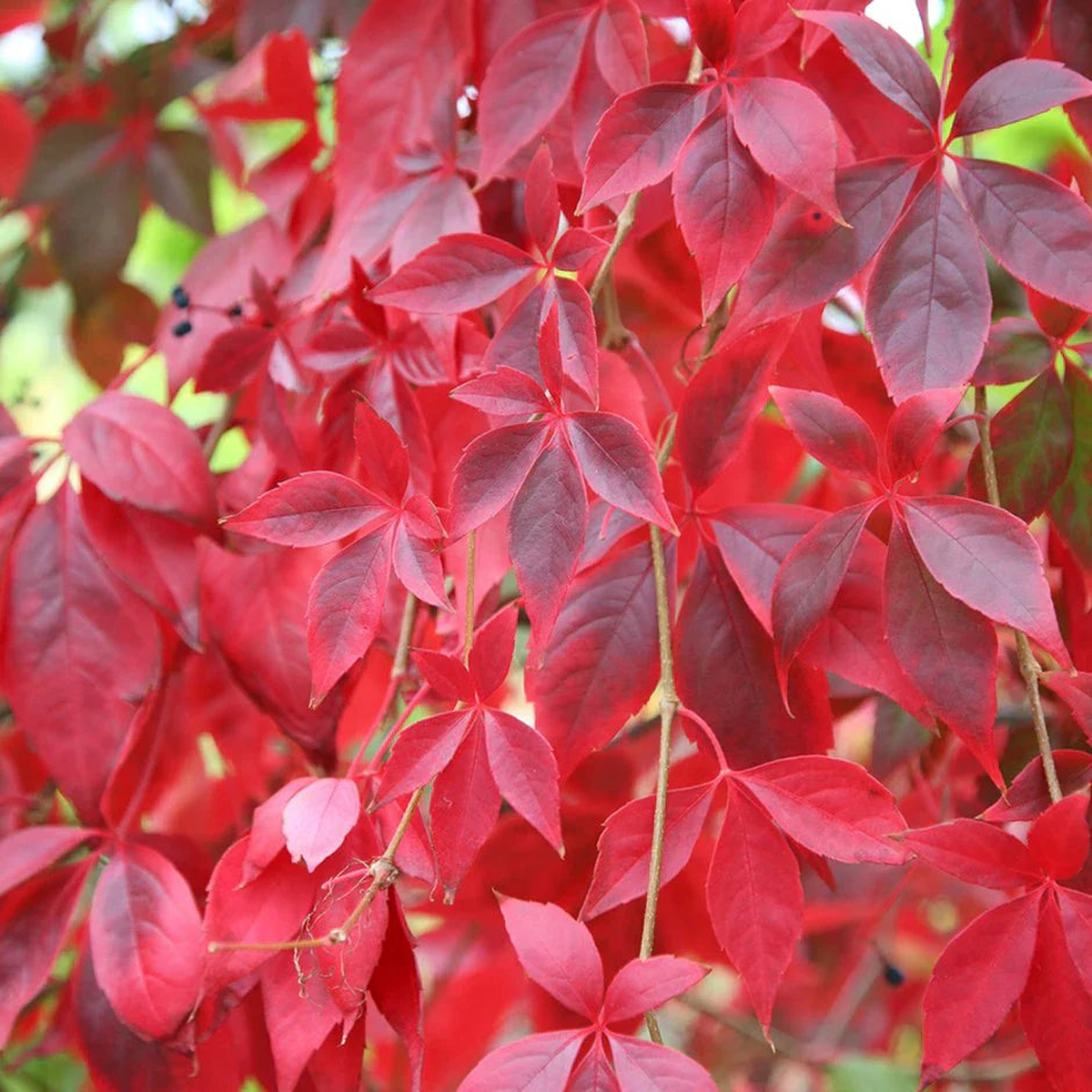 Parthenocissus Flower Seeds for Planting  Heirloom, Non-GMO Wildflower Mix Garden Seeds