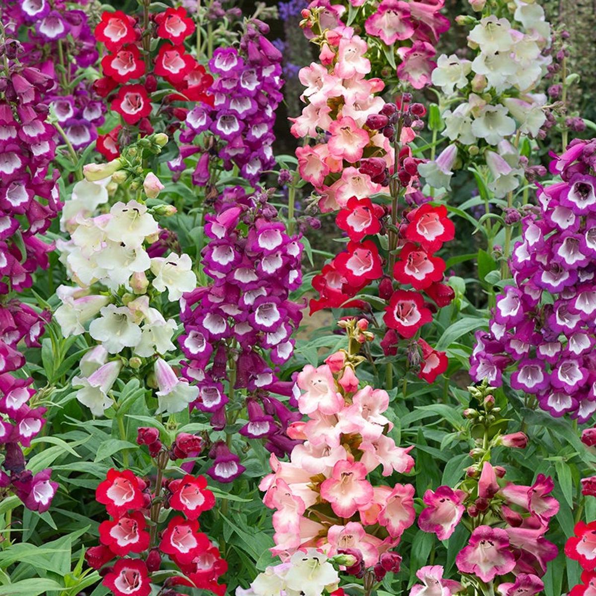 Penstemon Flower Seeds for Planting 100